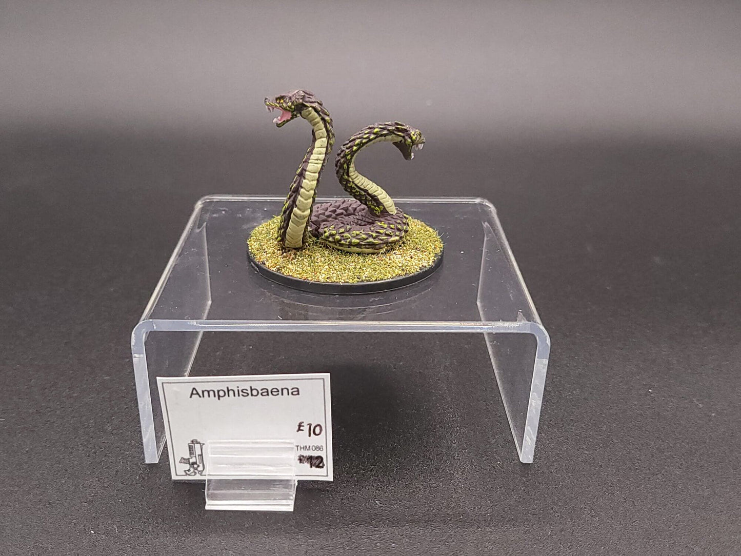 Amphisbaena